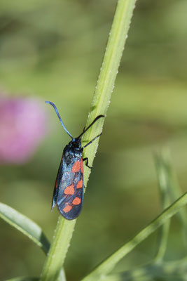 Widderchen - Kaiserstuhl - (23.06.2020)