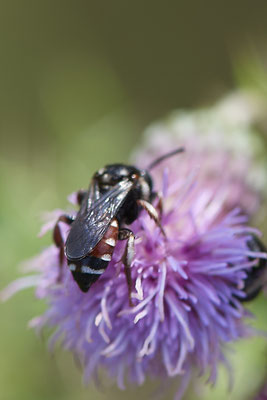 Epeoloides coecutiens - WES Drevenacker Dünen - 51°39`02.42"  6°40`43.35" - (18.07.2020)