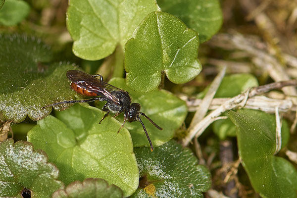 Nr.0074 - Nomada fabriciana - BOT - Stadtgarten - 51°31`49.11" 6°54`59.26" - (29.03.2019)