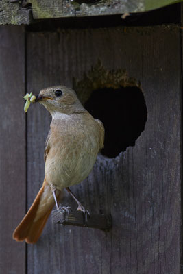 Es ist erstaunlich wie schnell Raupen, Fliegen und andere Insekten herangeschaft werden - (11.06.2020)