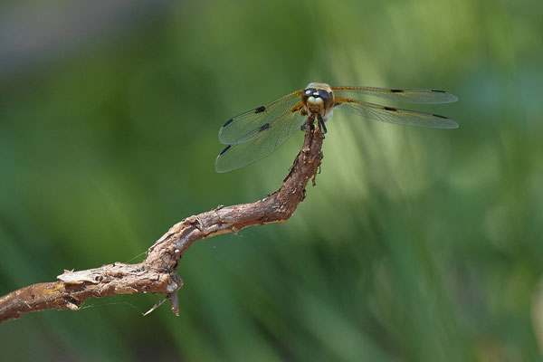 Vierflecklibelle