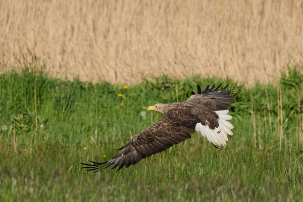 Seeadler