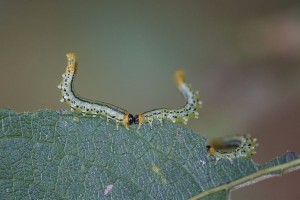 Larve der Weidenblattwespe / Nematus pavidus - Bottrop Flugplatz Schwarze Heide - (29.10.2022)