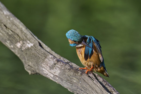Eisvogel