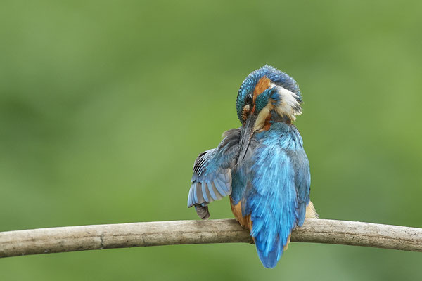 Eisvogel - und das gleiche nochmal Rückenseite - (22.05.2020)