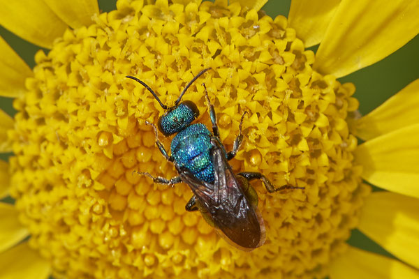 Nr.1035 - Goldwespe sp - ( Hedychrum gerstaeckeri ? ) - OB im Garten - 51°31`49.60" 6°50`56.50" - (29.07.2019)