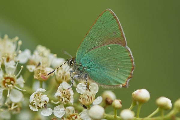 Grüner-Zipfenfalter