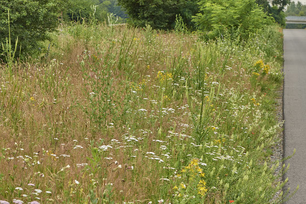 Nr.0760 - OB Hoag Fahrradtrasse - 51°30`13.64" 6°50`46.65" - (19.06.2019)