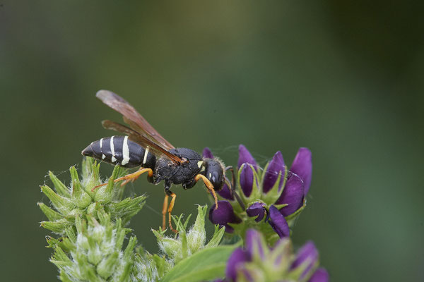 Odynerus melanocephalus - Rote Liste NRW 1 -  DIN-Emschermündung - (21.07.2021)