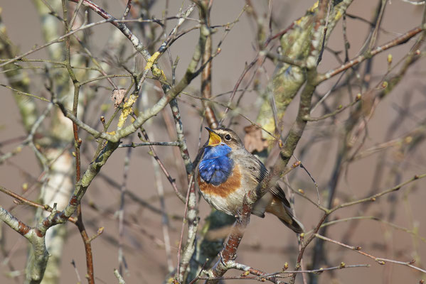 Blaukehlchen