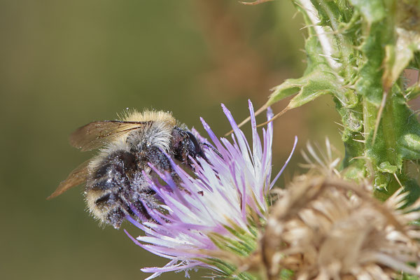 Nr.1235 - Bombus pascuorum / Ackerhummel - DU-Walsum Rheindeich - 51°31`49.13"  6°42`05.60" - (30.08.2019)