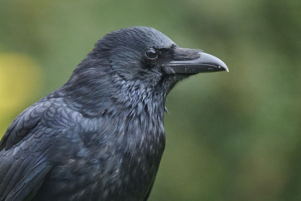 Rabenkrähe