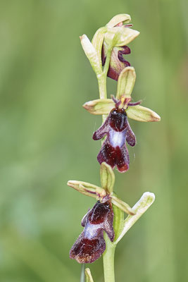 Orchideen in der Eifel - Fliegenragwurz - (01.06.2019)