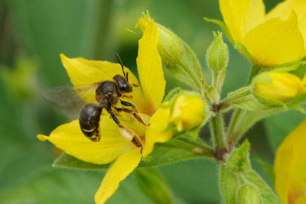 Macropis fulvipes - Garten