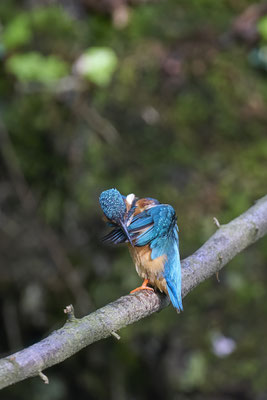 Eisvogel