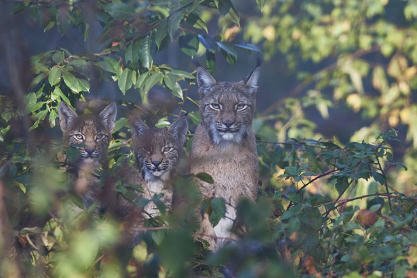 Luchs - 2ter Tag im Biotopwildpark Anholter Schweiz - (22.09.2020)