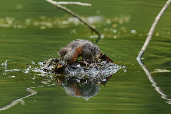 Nestbau beim Zwergtaucher