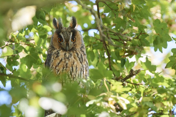 Waldohreulen im Schlafbaum am Niederrhein (20.09.2019)