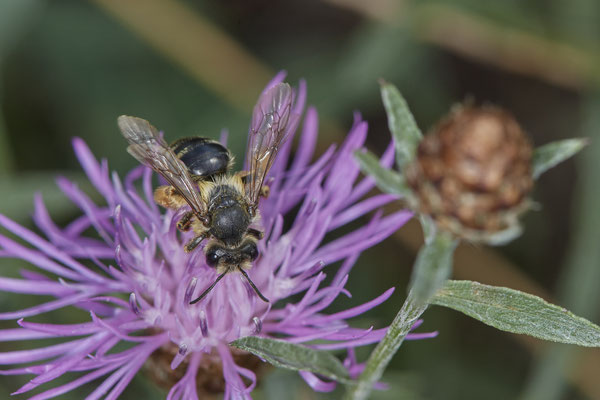 Andrena flavipes / Gewöhnliche Bindensandbiene - Dinslaken Emschermündung - (18.08.2020)