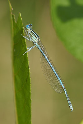 Blaue Federlibelle