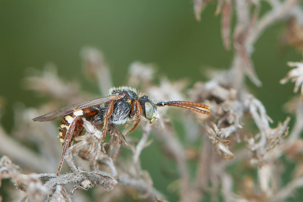 Nr.0515 - Nomada alboguttata / Weißfleckige Wespenbiene - OB LMB - 51°29`11.55" 6°53`53.48" - (11.05.2019)