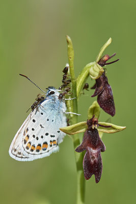 Argus-Bläuling - Der Falter geht mit Ameisen eine Symbiose ein - Vom 13.6. bis 20.6.2021 Urlaub im Allgäu