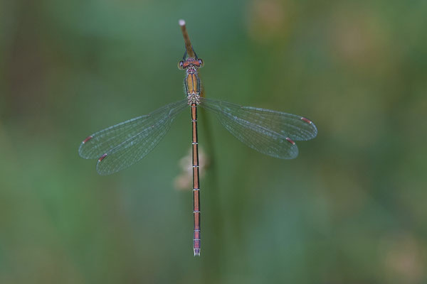 Kleine-Binsenjungfer