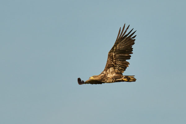 Seeadler an der Barthe - exterem scheu, immer weit weg