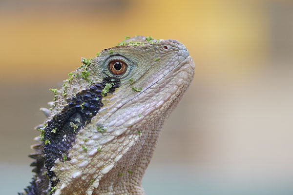 Australische Wasseragame - Besuch mit der Fotogruppe Nabu Herne im Terrazoo - (03.08.2019)