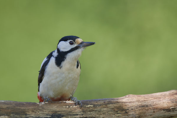 Buntspecht - Dingden - (20.04.2020) 