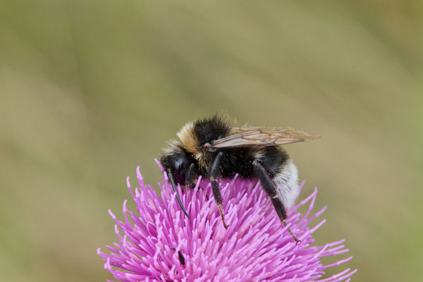 Keusche Kuckuckshummel