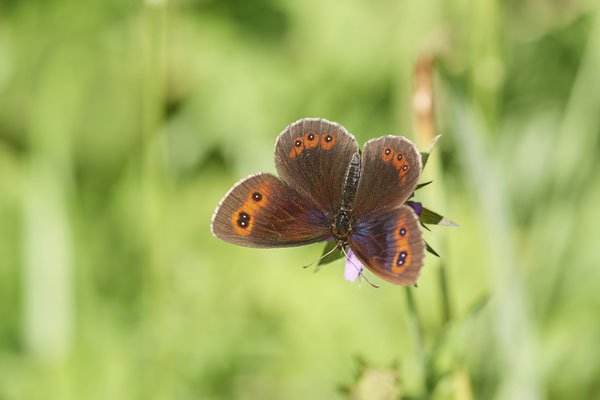 Graubindiger Mohrenfalter - (Urlaub im Allgäu / Bayern vom  08.07. bis 17.07.2022)