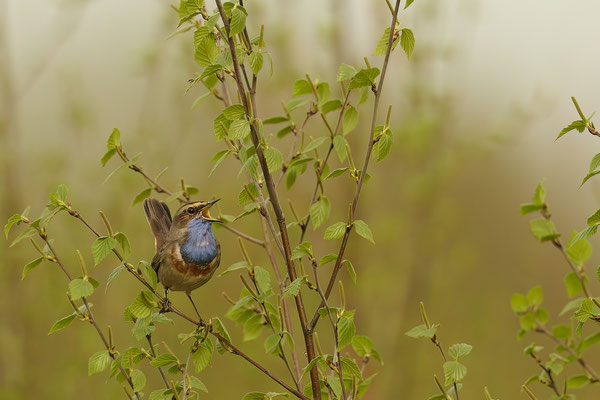 Blaukehlchen - Wanderung durchs Moor