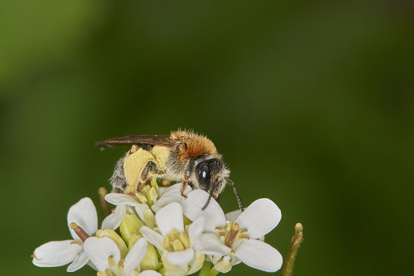 Andrena haemorrhoa - Düsseldorf - Urdenbacher Kämpe - (09.05.2021)