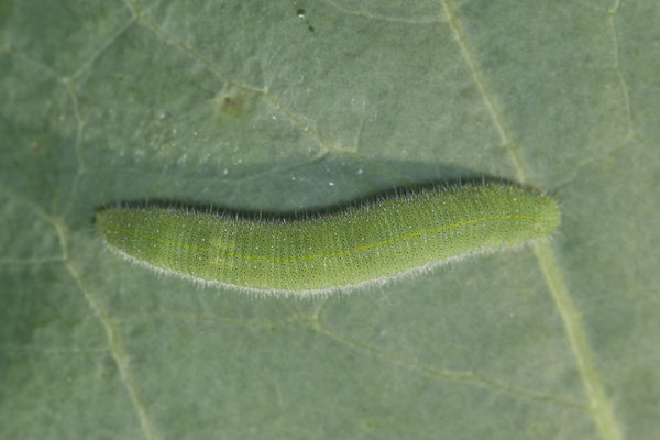 Raupe vom Kleinen Kohlweißling ( Pieris rapae )  am Kohlrabi - Garten - (09.06.2021)