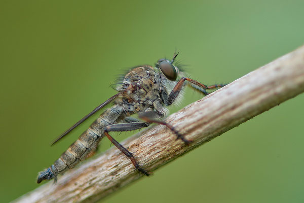Raubfliegen