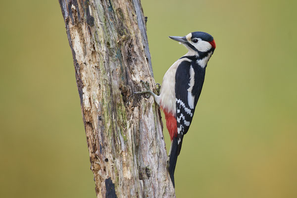 Buntspecht - wieder auf Fototour - die schöne Herbstzeit und deren Farben genießen - (31.10.2020)