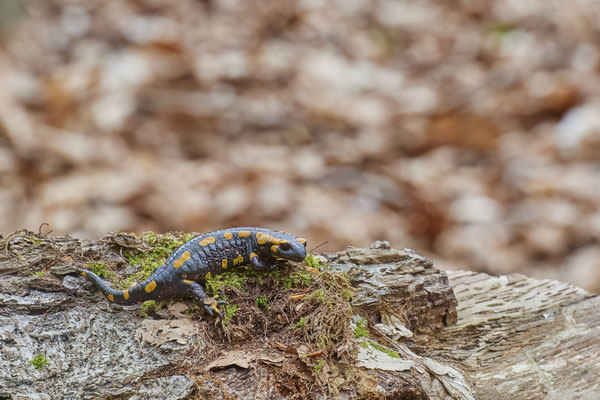 Feuersalamander