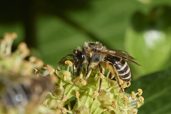 Nr.11-1/10 - Colletes hederae (Efeu-Seidenbiene) - Anzahl >30 - MG Riegenbenden 15 (08.10.2018)