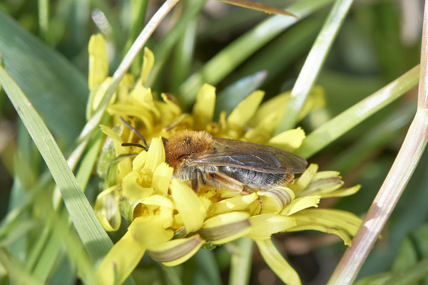 Andrena haemorrhoa w - Walsum Rheindeich - 51°31`59.78" 6°42`01.58" - (26.04.2021)