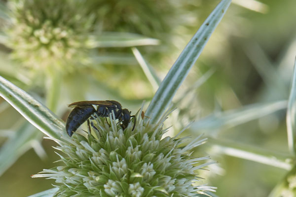 Hylaeus sp. - Dinslaken Emschermündung - 51°33`56.26" 6°41`27.74" - (12.08.2020) - Rote Liste: Kategorie 3: Gefährdet