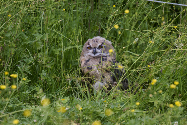 Uhu - Jungvogel