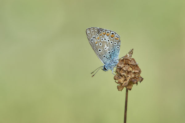 Heute nochmal in aller Frühe zum  Hauhechel-Bläuling / Polyommatus icarus -  Bottrop Halde Schöttelheide - (03.08.2020)
