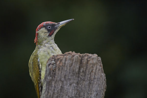 Grünspecht - OB Garten - (31.08.2020)