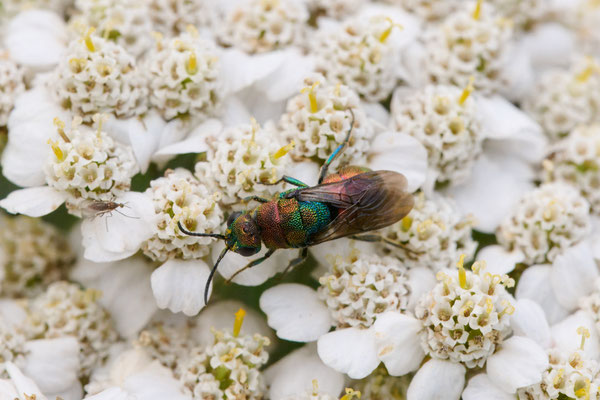Hedychrum rutilans