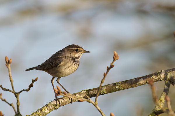 Blaukehlchen Weibchen - Wanderung durchs Moor