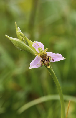 Bienen-Ragwurz
