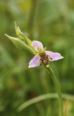 Bienen-Ragwurz