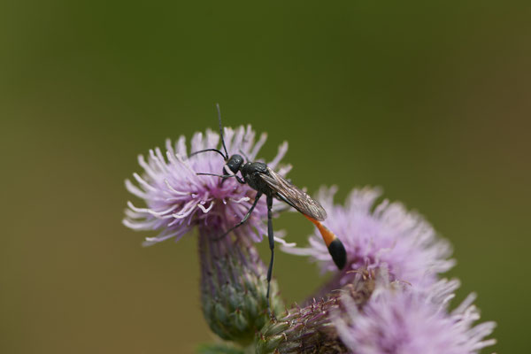 Ammophila sabulosa / Gemeine Sandwespe - WES Drevenacker Dünen - 51°39`02.42"  6°40`43.35" - (18.07.2020)