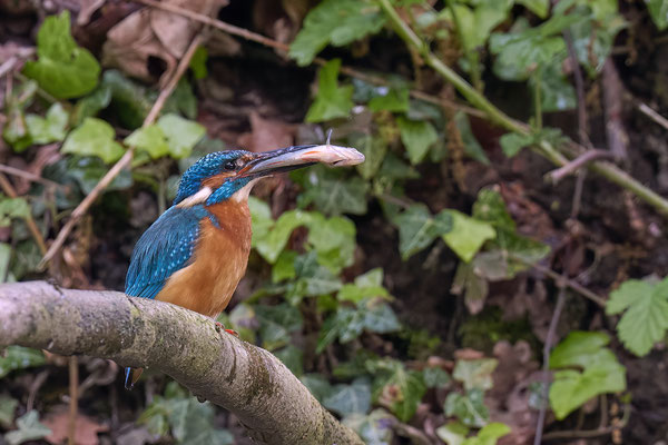 Eisvogel